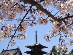 四天王寺と大仙公園の桜2011年