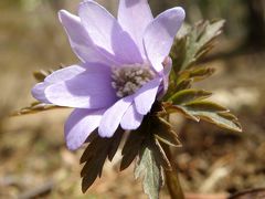 早春の花めぐり④　六甲高山植物園