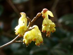 早春の花めぐり⑤　岡山県自然保護センター