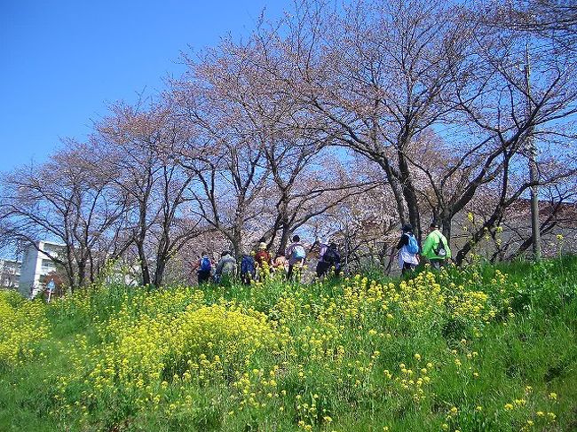 今日は水曜日　恒例の歩こう会です。<br /><br />好天の中　さくらを求めて　市内の青毛堀川の堤と青葉公園・吉羽公園を結んで歩きました。