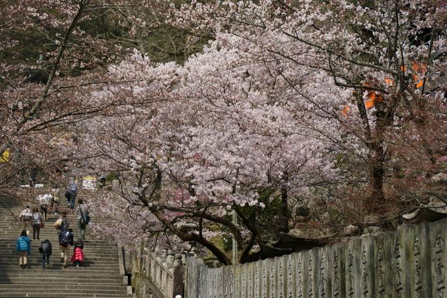 ３月の終わりの週末に青春18切符を使ってＫスタ宮城に開幕戦を見に行く予定でした・・・。だが、震災で仙台行きがキャンセルになってしまい、あと３回残っている青春18切符をどうしようと考えてて、関東方面も電車が計画停電の影響で時刻表通りのダイヤではないから、ちと厳しい、、、でも西の方なら計画停電ないから鉄道ダイヤの心配もない・・・ってことで、旦那にも切符消費に協力をしてもらい、今年春の18切符の旅は瀬戸内海に舞台に、鉄旅＋αの旅しました。<br /><br />本来行く予定だった仙台も、いつか復興を遂げたら、またＫスタに行く計画をたてて、仙台でも美味しいものいっぱい食べて、いっぱい遊んで、東北を盛り上げるのに協力したいと思います。<br /><br /><br />この日は高松で讃岐うどんの朝食に舌鼓を打ち、金比羅へ行ってきました。桜が６〜７分咲きで、ところどころ綺麗に咲く桜を愛でながら、金比羅の階段登り頑張りました！