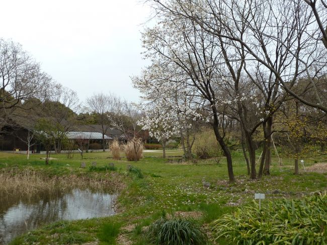 曇り空で少々寒い日曜日、東京・大田区にある城南島海浜公園～東京港野鳥公園～ふるさとの浜辺公園と春の自然観察に行ってきました。