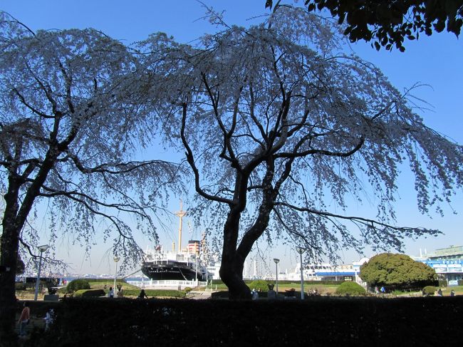 「咲いた　さいた　桜が咲いた」<br />山下公園の枝垂れ桜が満開を迎えています。<br /><br />樹齢約６０年。仙台近郊からの枝垂れ桜です。<br /><br />今年、東日本大震災が３月１１日にありました。<br />桜たちもこの震災で、被災された方や亡くなられた方に、<br />心を痛めていたのでしょう。<br />今年は咲く時期が遅くなりました。<br /><br />そろそろ復興という言葉が聞こえ始めた頃、<br />桜の花は人々の心を明るくしようと思いっきり美しく咲きました。