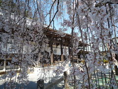 身延山久遠寺と大法師公園　桜紀行