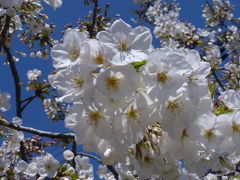 番外編　2011ベリーと春の散歩、名古屋市緑区の桜特集！