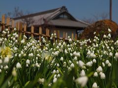 ２０１１　足立　都市農業公園　春　　中　