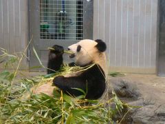 2011.4満開の桜と上野動物園のパンダ