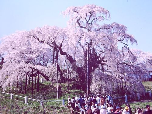 桜の名所 花見山と三春千年桜』郡山(福島県)の旅行記・ブログ by