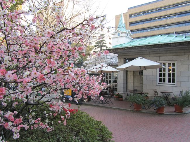 横浜　山手西洋館～山下公園～横浜公園　　花盛りの季節へ