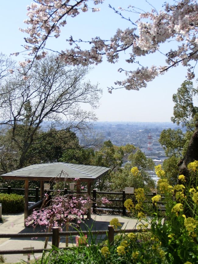 【桜に梅に菜の花】<br />表紙の写真、素敵なスリーショット＾-＾* が撮れました♪<br />今日は北海道から沖縄まで雲一つない晴れマーク＾▽＾♪/<br />練習しながらも…桜が気になるわたし。。。<br />一汗かいたついでに、マウンテンバイクでお出かけ☆<br />地元、生駒山の麓【枚岡公園】の桜散歩です。<br /><br />こんなに青空！　桜も咲いて！　いい日なのに<br />最悪な１日（＞＜）　なんでやねぇ〜〜〜ん!!!!