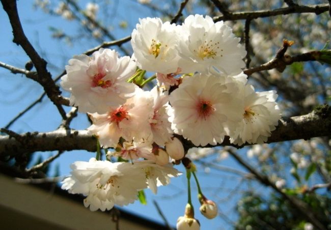 2日間で一気に回ってしまい、最終日はどうしよ～(-_-;)<br />夕方までどこ行こうかな～。<br />せっかく花を見に来たのに…花・花・花<br />そうだ！植物園だ！！　単純明快♪　京都まで来て植物園とは…。<br /><br />が！行って大正解♪　桜も椿も見放題(^^)/<br />こんなところにナイスな花見ポイントが！