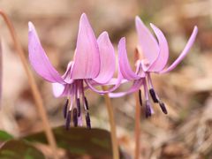 宝塚「花の道」から「六甲高山植物園」へ