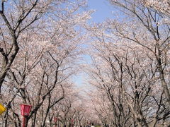 犀川堤 桜トンネル