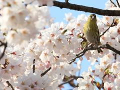 【大阪桜2011】 春の花三昧　「大阪城」