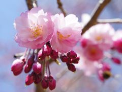 吉野山へ♪山桜の開花は…（前編）