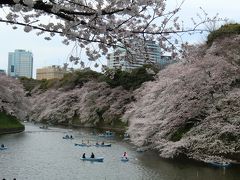 2011年4月　ほぼ満開の桜（王子、九段下）