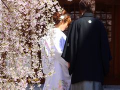 京都を歩く(83) 幸せのお裾分け♪　御幸桜に彩られた六角堂へ