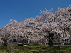 2011 京都桜だより～　桜色の醍醐寺へ　樹齢200年　満開の枝垂れ桜を愛でる～