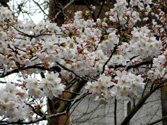 天山周辺の山桜と箱根神社参拝～♪　Hakone  Shinto-Schrein  (wieder Hakone...♪)
