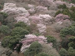京都、　春の旅2　桜花爛漫（嵐山・天龍寺）