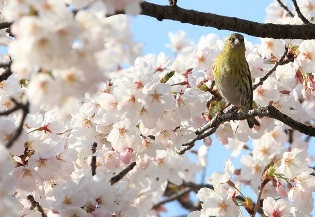 大阪の桜の名所、大阪城公園へ行ってきました。<br /><br /><br />◆ 今日はみにくま妻の誕生日 ◆<br />皆様より、たくさんのお祝いメッセージをいただきました。<br />ありがとうございました。<br /><br />おまけ↓↓↓<br />http://yaplog.jp/awamoko/archive/282
