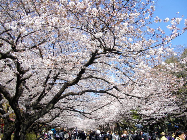 昼休みに上野公園の桜を撮ってきました～♪<br /><br />　　およそ１２００本の桜があるそうです…見事です～<br /><br /> In Ueno-onnshi-Park ist es gerade Hochsaison fuer die Kirschblueten.<br /><br />　