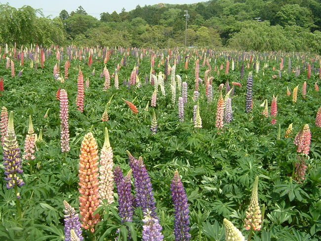 時期が合わず、なかなか見ることができなかった<br />志摩磯部「夏草花園」のルピナス。<br /><br />http://4travel.jp/traveler/haru-haru/album/10247522/<br /><br />今回やっと見ることができたんです。<br />こんなに花の色が沢山あったのかとびっくり。<br />一本一本カメラを向けてしまいます。<br /><br />かかしも、きたろうに変わっています。<br /><br />心のどこかにひっかかっていた思いがスーーッ　（＾o＾）／<br />