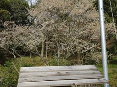 さぬきの春風景②「淡墨桜（ウスズミザクラ）その後と桜（ソメイヨシノ）のトンネル」公渕森林公園