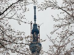 東京ぶらぶら　スカイツリーと浅草花見　２０１１