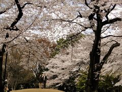 都電で飛鳥山公園の桜を見に