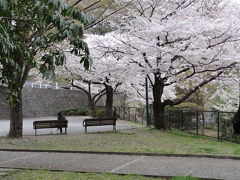 2011年大倉山公園の桜