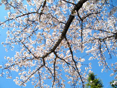 佐賀県庁周辺(桜を求めて)