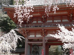 醍醐寺のさくら・・・・・・・西大門通称≪仁王門≫といわれる・・・・・・・無料でも十分凄い，美しいでしょう