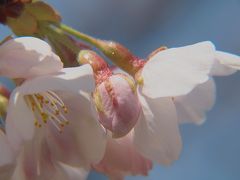 のんびりお花見～夢前川に咲く桜たち～２０１１年