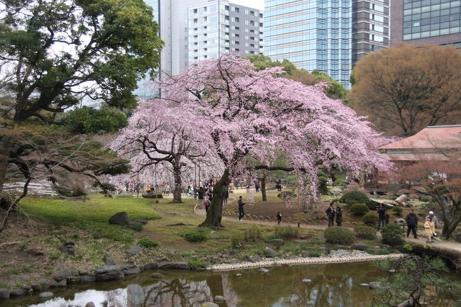 前日と打って変って寒い日曜日となりました。<br />ウェザーニュースの桜情報では、東京で満開となっているのは小石川後楽園と六義園の２か所です。その他の場所は、まだ咲き始めとのことなので、小石川後楽園から千鳥ヶ淵へ行って見ることにしました。<br />