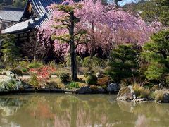 京都を歩く(84)　法金剛院「待賢門院桜」～極楽浄土の庭園に咲く紫の桜～