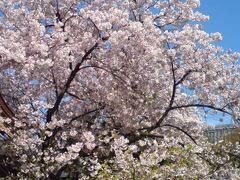 家の近くでお花見！桜！今度はソメイヨシノ！