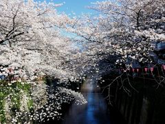 目黒散歩−目黒川の桜