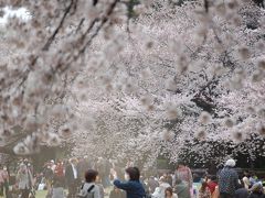 東京ぶらぶら　桜を求めて　新宿御苑　２０１１