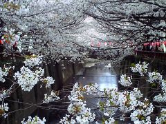 東京ぶらぶら　桜を求めて　目黒川　２０１１