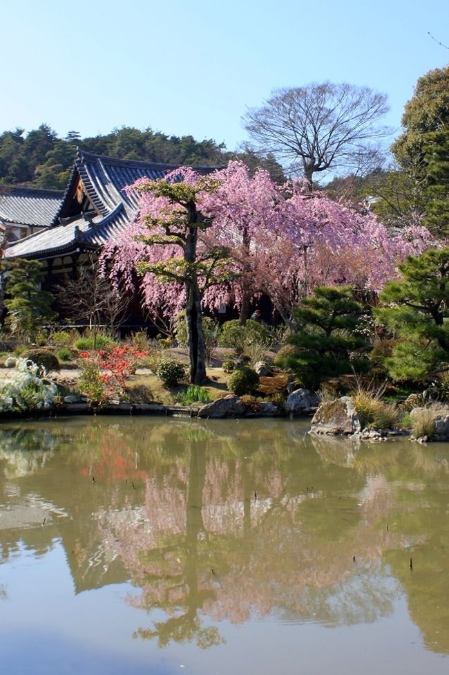 「関西花の寺 第十三番」法金剛院には「待賢門院桜」と呼ばれる早咲き桜があります。<br />別名「紫の桜」と呼ばれています。<br />