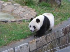 パンダのタンタン、活動中！神戸市立王子動物園へ行く！
