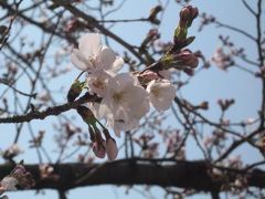 変わらぬ東山動物園～2011.春～