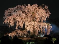 【京都桜2011】 枝垂れ桜のライトアップ　「円山公園周辺」