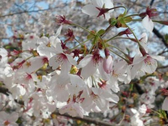 お花見散歩旅行。<br /><br />本川沿いの桜並木→護国神社→広島城→平和公園のルートで。<br />広島駅から平和公園まで市内電車で約１５分。<br />広島城までは紙屋町or原爆ドーム前から徒歩１０分てとこですか。<br /><br />護国神社では御朱印がいただけます。<br />志納でしたので、今回は５００円納めさせていただきました。