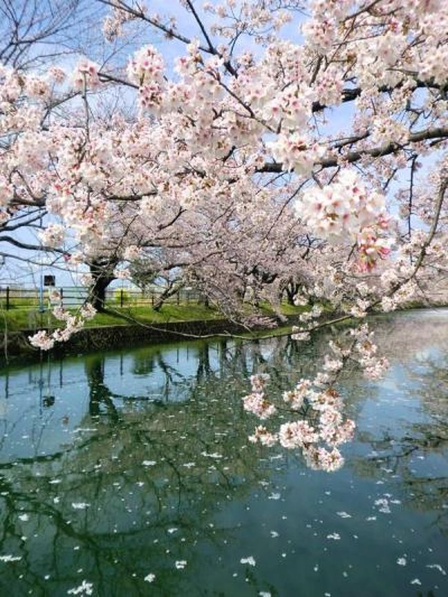 名古屋周辺のオススメ桜スポットです。<br />おもしろい写真がたくさん撮れました。<br /><br />パート?の今回は<br />大口町五条川、各務原市新境川堤、名古屋市山崎川です。<br /><br />新境川堤と山崎川は日本さくら１００選にも選ばれています。<br /><br />４月１０日は絶好の花見日和でした。