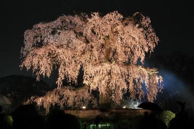 京都桜11 枝垂れ桜のライトアップ 円山公園周辺 東山 祇園 北白川 京都 の旅行記 ブログ By みにくまさん フォートラベル 京都桜11 枝垂れ桜のライトアップ 円山公園周辺 東山 祇園 北白川 京都 の旅行記 ブログ By みにくまさん フォートラベル