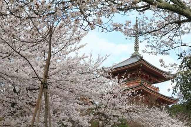 今年も京都へ桜を見に来ました。<br />午前中は少し天気は悪かったのですが、午後から晴れ間が出るとの予報だったので、少し遅めの出発にしてみました。<br /><br />とりあえず他を回って食事をして、清水寺に到着したのが１５時くらい。<br />天気も少しよくなった頃あいでした。<br /><br />