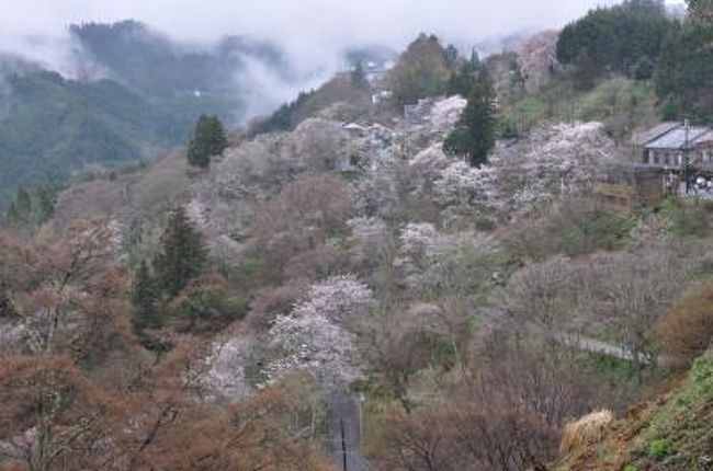 今回はカッコーツアーの日帰りバスツアーで、吉野千本桜を見学に。名古屋を出る際にはまだ、雨が残っており、雨中の花見かと心配したが、吉野に着くと何とか雨は上がった。残念ながら日が差すことはなかったが、３時間ほどの桜見物。