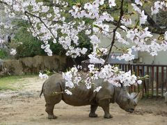 春の王子動物園・・・と焼肉。